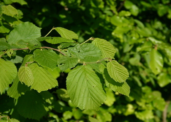 Gewöhnliche Hasel (Corylus avellana) - © Emanuel Trummer
